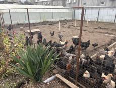 Куры,Петухи,Цыплята 