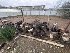 Куры,Петухи,Цыплята 