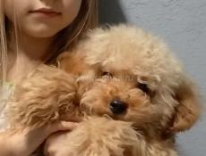 Мальчик Мальтипу