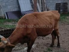 Продается ! 