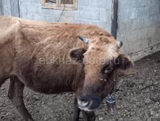 Продаются!!!