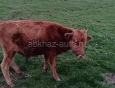 Продаются!!!