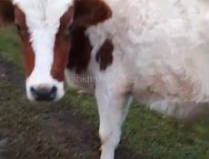 Продаю бычка 