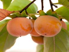 Куплю плоскую хурму в любом количестве  