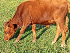 Продаю бычка ! 