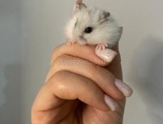 джунгарики 