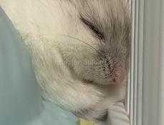 джунгарики