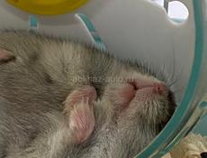 джунгарики