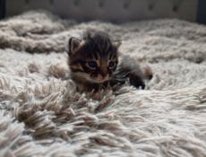 В добрые руки