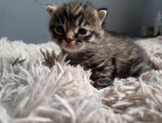 В добрые руки