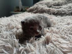 В добрые руки