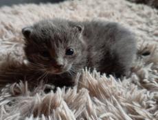 В добрые руки