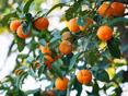 Продам мандарины с дерева