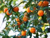 Продам мандарины с дерева