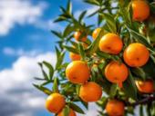 Продам мандарины с сада