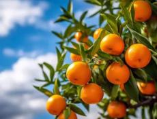 Продам мандарины с сада