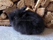 Кролик декоративный 