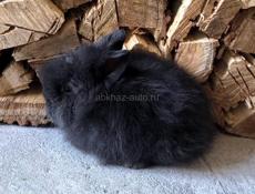 Кролик декоративный 