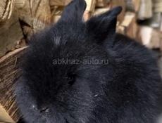 Кролик декоративный