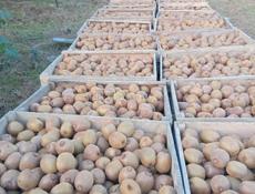 Оптом продается киви