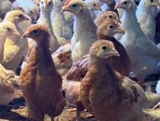 Продаются цыплята