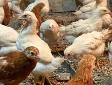 Продаются цыплята 