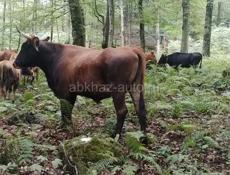 ПРОДАЮ БЫКА