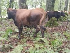 ПРОДАЮ БЫКА