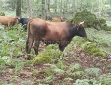 ПРОДАЮ БЫКА