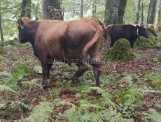 ПРОДАЮ БЫКА