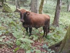 ПРОДАЮ БЫКА 