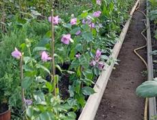 Цветы продаются цены разные