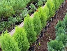 Цветы продаются цены разные