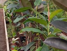 Цветы продаются цены разные