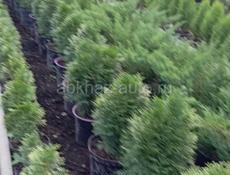 Цветы продаются цены разные