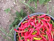 Аджика на любой вкус 