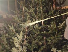 продаю ёлки