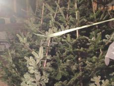 продаю ёлки