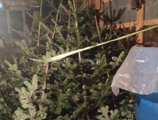 продаю ёлки