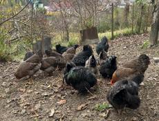 Продам курей и петухов