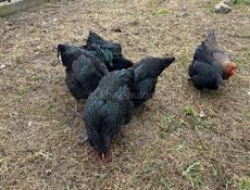 Продам курей и петухов