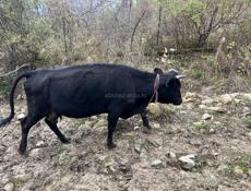 Продам коров с телятами