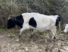 Продам коров с телятами