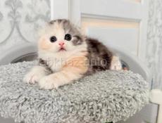 Шотландские котята 💞💞💞💞💞💞💞💞🌸