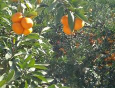 МАНДАРИНЫ ПРОДАМ