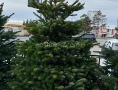 Датские елки на новый год