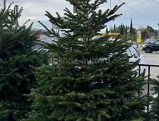 Датские елки на новый год