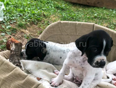 Отдам в добрые руки 