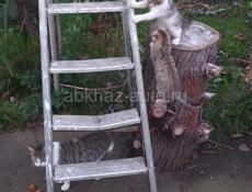 С любовью к животным!