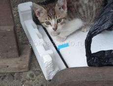 С любовью к животным!